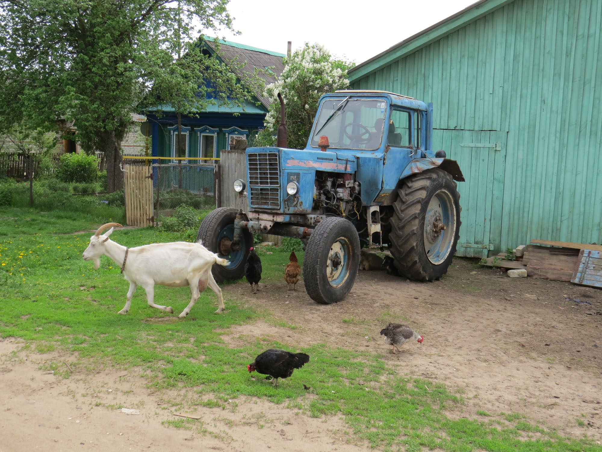 село Дивеево трактор и козы